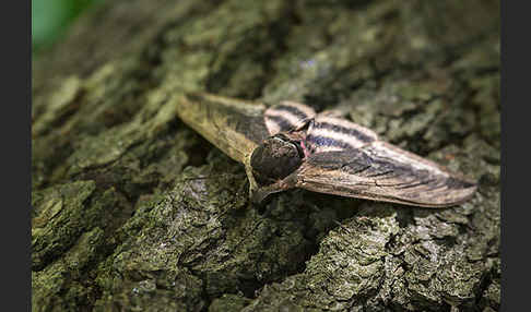 Ligusterschwärmer (Sphinx ligustri)