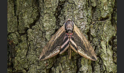 Ligusterschwärmer (Sphinx ligustri)