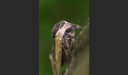 Ligusterschwärmer (Sphinx ligustri)