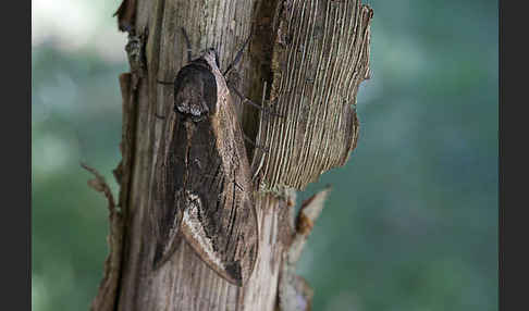 Ligusterschwärmer (Sphinx ligustri)