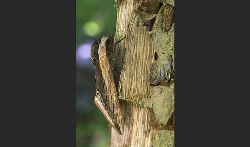 Ligusterschwärmer (Sphinx ligustri)