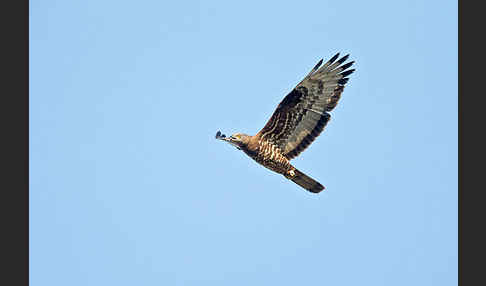 Wespenbussard (Pernis apivorus)