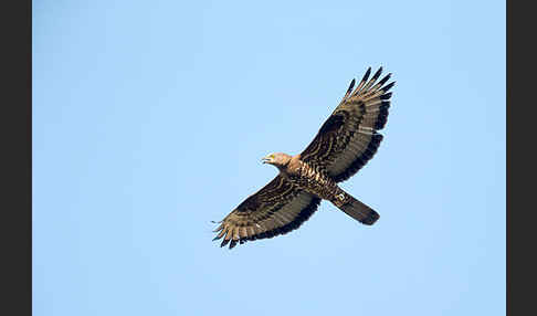 Wespenbussard (Pernis apivorus)