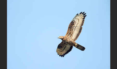 Wespenbussard (Pernis apivorus)