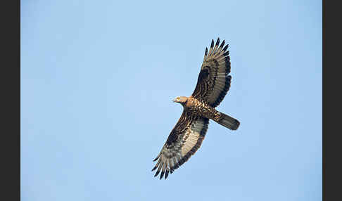 Wespenbussard (Pernis apivorus)