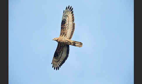 Wespenbussard (Pernis apivorus)