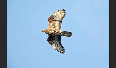 Wespenbussard (Pernis apivorus)