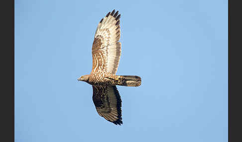 Wespenbussard (Pernis apivorus)