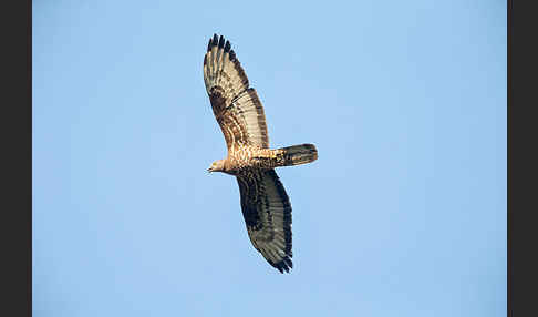 Wespenbussard (Pernis apivorus)