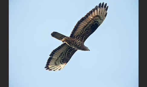 Wespenbussard (Pernis apivorus)