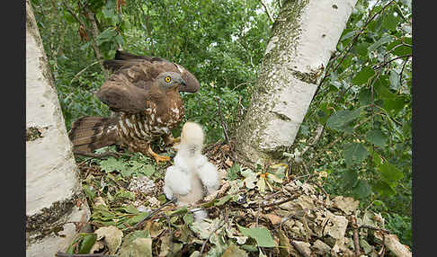 Wespenbussard (Pernis apivorus)