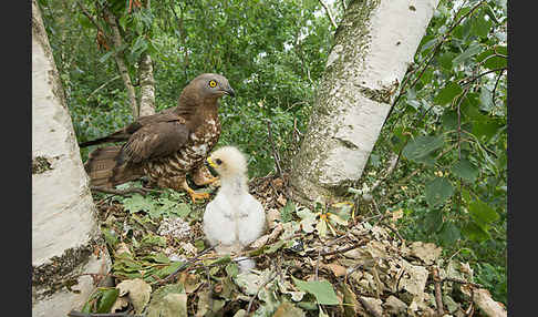 Wespenbussard (Pernis apivorus)