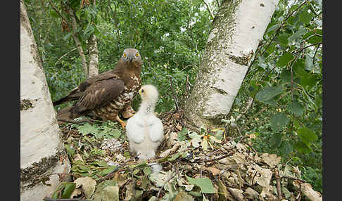 Wespenbussard (Pernis apivorus)