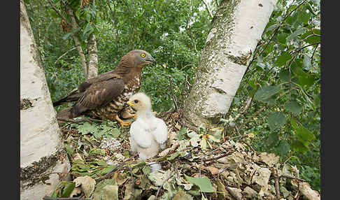 Wespenbussard (Pernis apivorus)