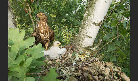 Wespenbussard (Pernis apivorus)