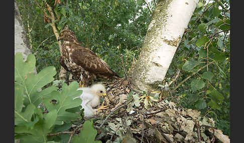 Wespenbussard (Pernis apivorus)