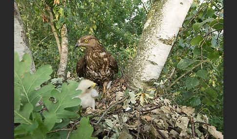 Wespenbussard (Pernis apivorus)