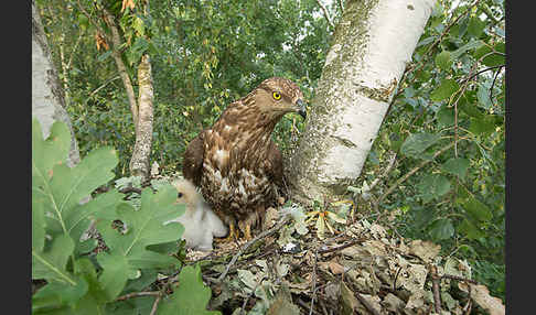 Wespenbussard (Pernis apivorus)