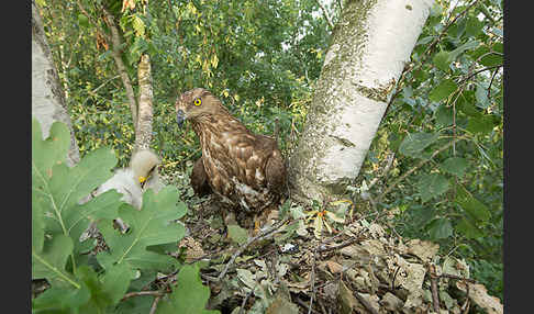 Wespenbussard (Pernis apivorus)