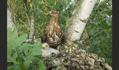 Wespenbussard (Pernis apivorus)