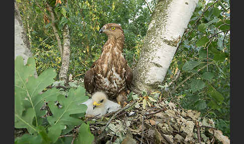 Wespenbussard (Pernis apivorus)