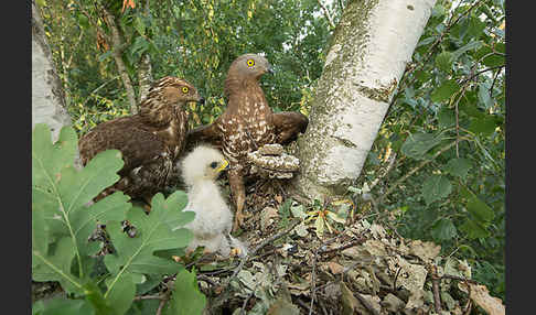 Wespenbussard (Pernis apivorus)