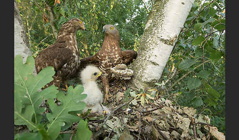 Wespenbussard (Pernis apivorus)