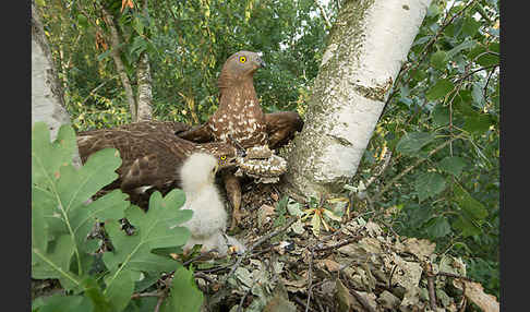 Wespenbussard (Pernis apivorus)