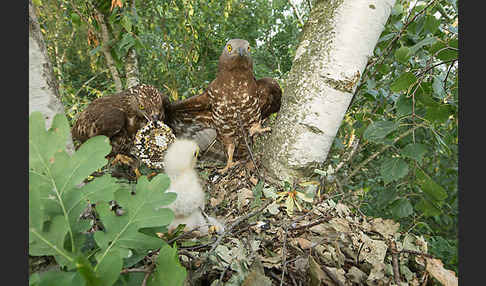 Wespenbussard (Pernis apivorus)