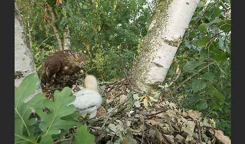 Wespenbussard (Pernis apivorus)