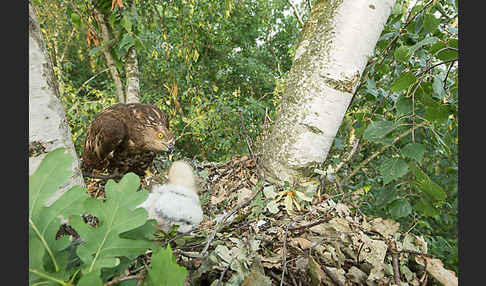 Wespenbussard (Pernis apivorus)