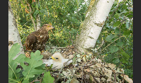 Wespenbussard (Pernis apivorus)