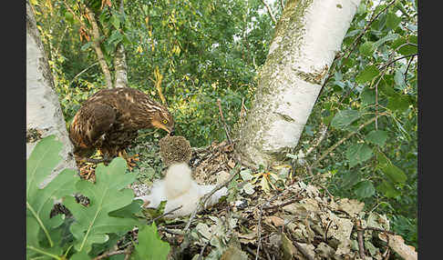 Wespenbussard (Pernis apivorus)