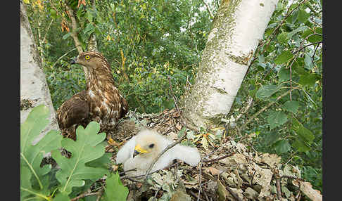 Wespenbussard (Pernis apivorus)