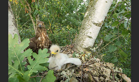 Wespenbussard (Pernis apivorus)