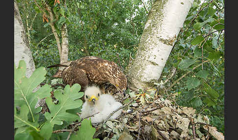 Wespenbussard (Pernis apivorus)