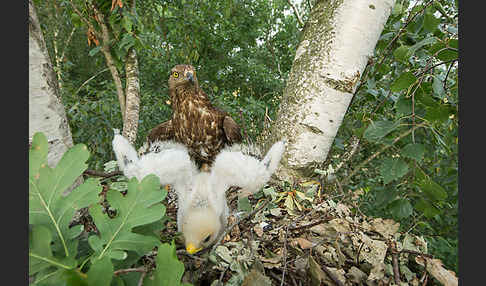 Wespenbussard (Pernis apivorus)