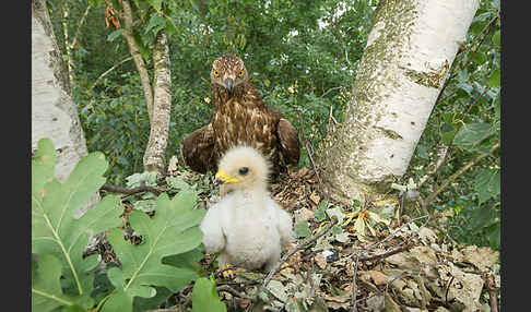 Wespenbussard (Pernis apivorus)