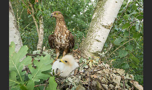 Wespenbussard (Pernis apivorus)