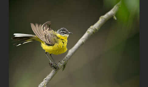 Wiesenschafstelze (Motacilla flava)