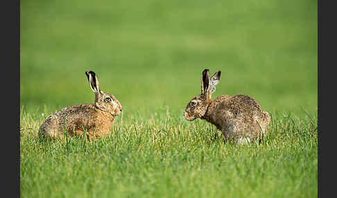 Feldhase (Lepus europaeus)