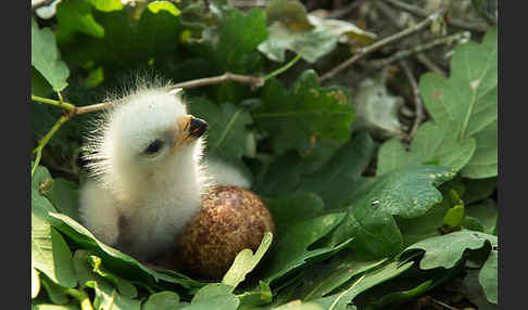 Wespenbussard (Pernis apivorus)