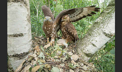 Wespenbussard (Pernis apivorus)