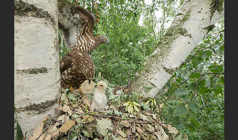 Wespenbussard (Pernis apivorus)