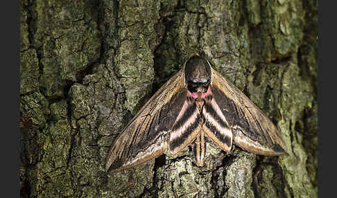 Ligusterschwärmer (Sphinx ligustri)