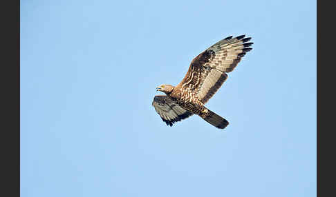 Wespenbussard (Pernis apivorus)