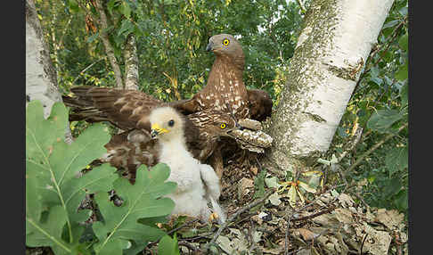 Wespenbussard (Pernis apivorus)