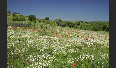 Bulgarien (Bulgaria)