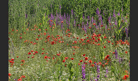 Bulgarien (Bulgaria)