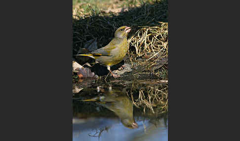 Grünfink (Carduelis chloris)